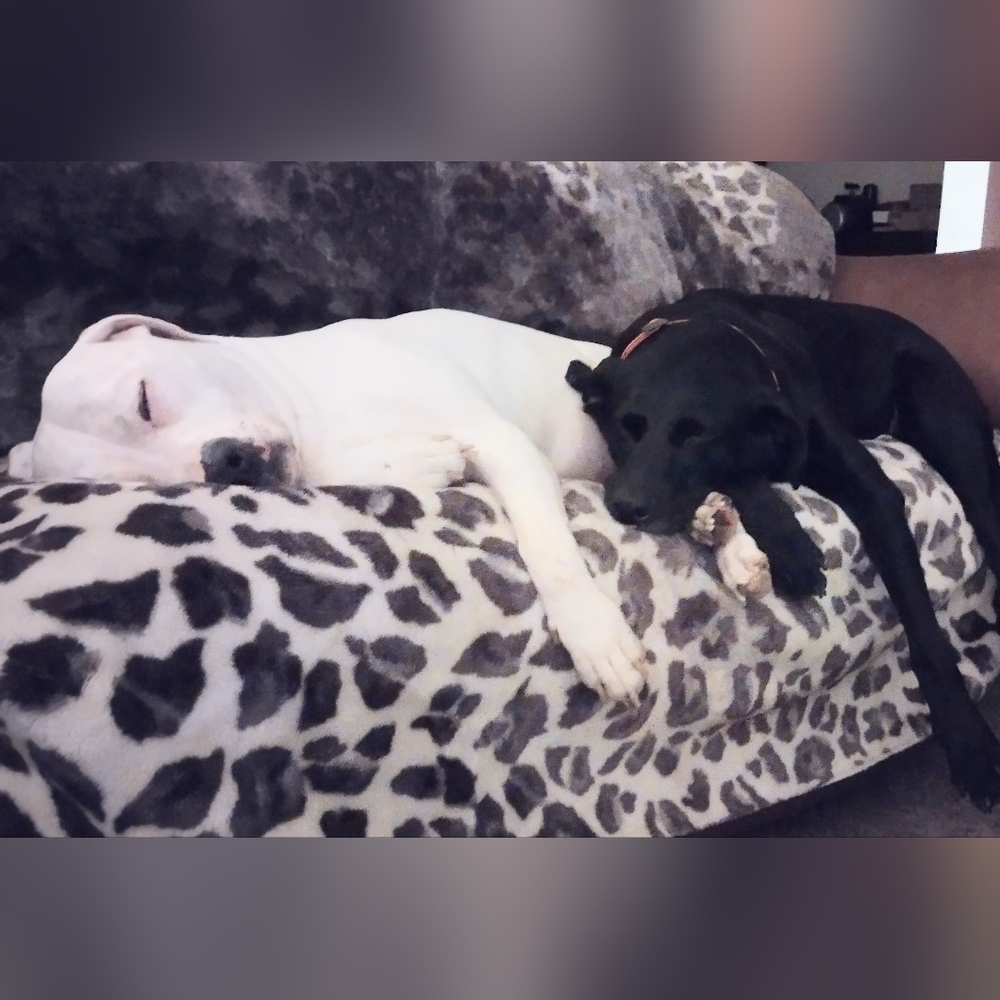 ππBuy One Get One π Rescue - Foster Support ππ - Picture 5 of 6